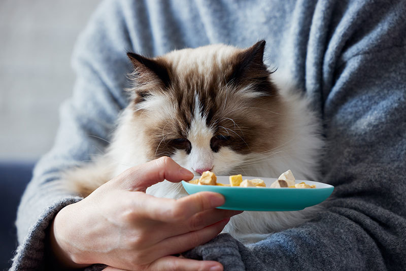 给猫咪喂食有需要注意那些问题